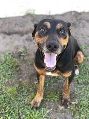 Labrottie Dogs for adoption in Brunswick, GA, USA