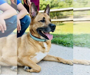 Mutt Dogs for adoption in Manahawkin, NJ, USA