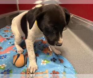 Border Collie-Unknown Mix Dogs for adoption in Visalia, CA, USA