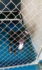 Labrottie Dogs for adoption in Waycross, GA, USA