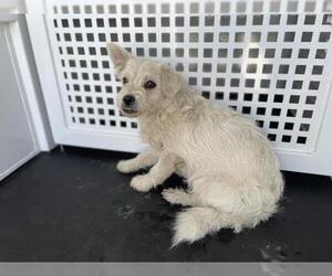 Mutt Dogs for adoption in Riverside, CA, USA