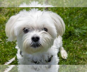 Maltese-Unknown Mix Dogs for adoption in Boise, ID, USA