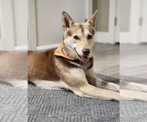 Mutt Dogs for adoption in Emmett, ID, USA