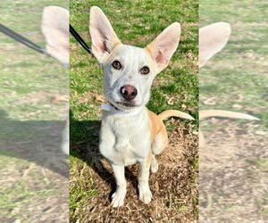 Carolina Dog-Huskies Mix Dogs for adoption in Lawrenceville, NJ, USA
