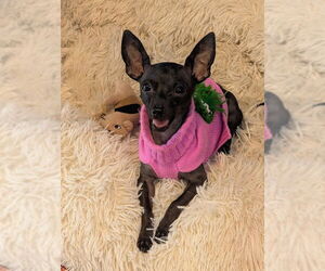 Chihuahua Dogs for adoption in Petaluma, CA, USA