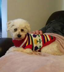 Poodle (Miniature) Dogs for adoption in Seven Valleys, PA, USA