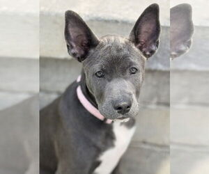 Labrador Retriever-Unknown Mix Dogs for adoption in San Diego, CA, USA