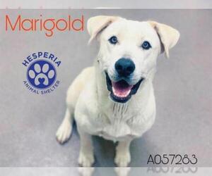 Labrador Retriever Dogs for adoption in HESPERIA, CA, USA