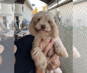 Maltese-Unknown Mix Dogs for adoption in Arlington, WA, USA