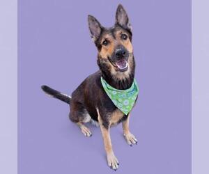 German Shepherd Dog Dogs for adoption in Bakersfield, CA, USA