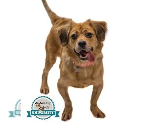 Pembroke Welsh Corgi-Spaniel Mix Dogs for adoption in Kennesaw, GA, USA