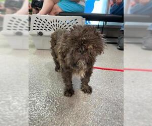 Shih Tzu Dogs for adoption in Louisville, KY, USA