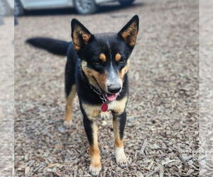 Mutt Dogs for adoption in Paso Robles, CA, USA