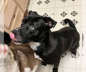 Labsky Dogs for adoption in Placerville, CA, USA