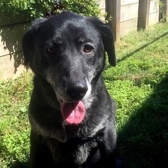 Labrador Retriever Dogs for adoption in Lincoln, NE, USA