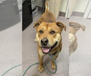Black Mouth Cur-Unknown Mix Dogs for adoption in Tracy, CA, USA