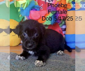 Chihuahua-Unknown Mix Dogs for adoption in Virginia Beach, VA, USA
