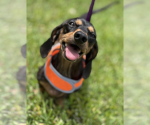 Dachshund Dogs for adoption in Weston, FL, USA