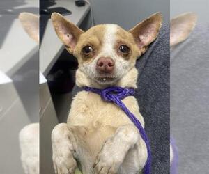 Chihuahua-Unknown Mix Dogs for adoption in Las Vegas, NV, USA