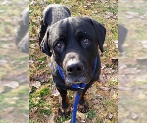 Rottweiler Dogs for adoption in Newfoundland, PA, USA