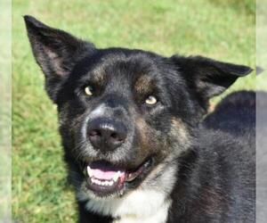 Akita Dogs for adoption in Nashville, IN, USA