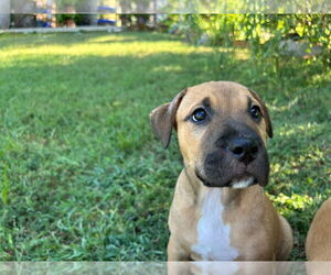 Black Mouth Cur-Unknown Mix Dogs for adoption in Claremore, OK, USA