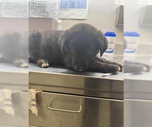 German Shepherd Dog-Unknown Mix Dogs for adoption in Houston, TX, USA