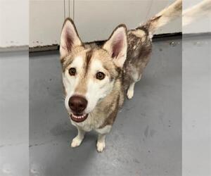 - Mix Dogs for adoption in Peoria, IL, USA