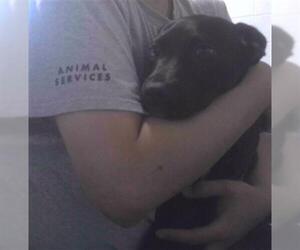 Labrador Retriever Dogs for adoption in Tallahassee, FL, USA