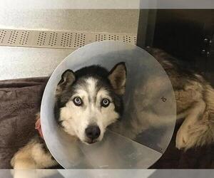 Siberian Husky Dogs for adoption in Orange, CA, USA