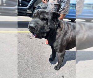 Chinese Shar-Pei Dogs for adoption in Crete, IL, USA