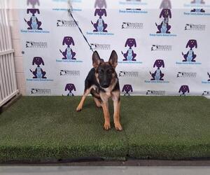 German Shepherd Dog-Unknown Mix Dogs for adoption in Orlando, FL, USA