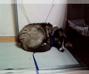 Siberian Husky-Unknown Mix Dogs for adoption in Martinez, CA, USA
