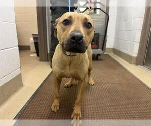 American Pit Bull Terrier Dogs for adoption in Decatur, IL, USA