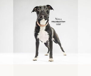 Labrador Retriever-Unknown Mix Dogs for adoption in Mount Pleasant, SC, USA