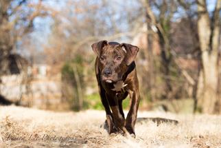 Staffordshire Bull Terrier Dogs for adoption in Nashville, TN, USA