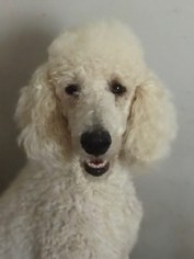 Poodle (Standard) Dogs for adoption in Little Rock, AR, USA