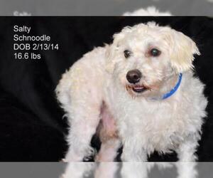 Poodle (Miniature)-Unknown Mix Dogs for adoption in Bon Carbo, CO, USA