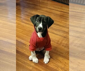 Beagle-Unknown Mix Dogs for adoption in Minneapolis, MN, USA