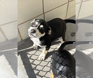 Huskies -Labrador Retriever Mix Dogs for adoption in Corpus Christi, TX, USA