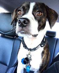 Boglen Terrier Dogs for adoption in Tallahassee, FL, USA