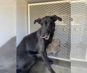 Borzoi-Unknown Mix Dogs for adoption in Bakersfield, CA, USA