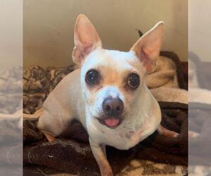 Chihuahua Dogs for adoption in Los Banos, CA, USA