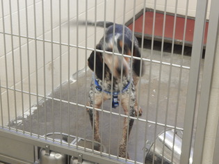 Bluetick Coonhound Dogs for adoption in Pikeville, KY, USA