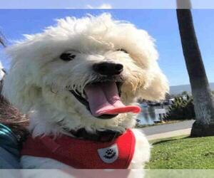 Poodle (Miniature) Dogs for adoption in Alameda, CA, USA