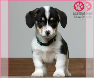 Beagi Dogs for adoption in Eden Prairie, MN, USA