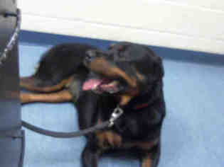 Rottweiler Dogs for adoption in Pittsburgh, PA, USA