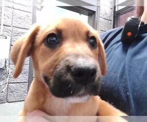 German Shepherd Dog-Unknown Mix Dogs for adoption in Tulsa, OK, USA
