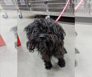Small Poodle (Toy) Mix