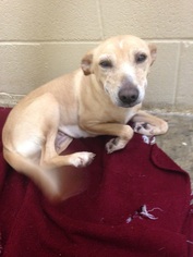 Whippet Dogs for adoption in Little Elm, TX, USA